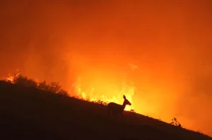 Animals saving their life from forest fires