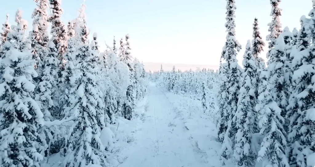 Alaska Winter snow on trees Hi World