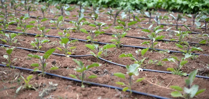 image showing the drip irrigation for sustainable farming