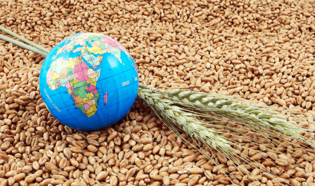 image of world map globe with wheat