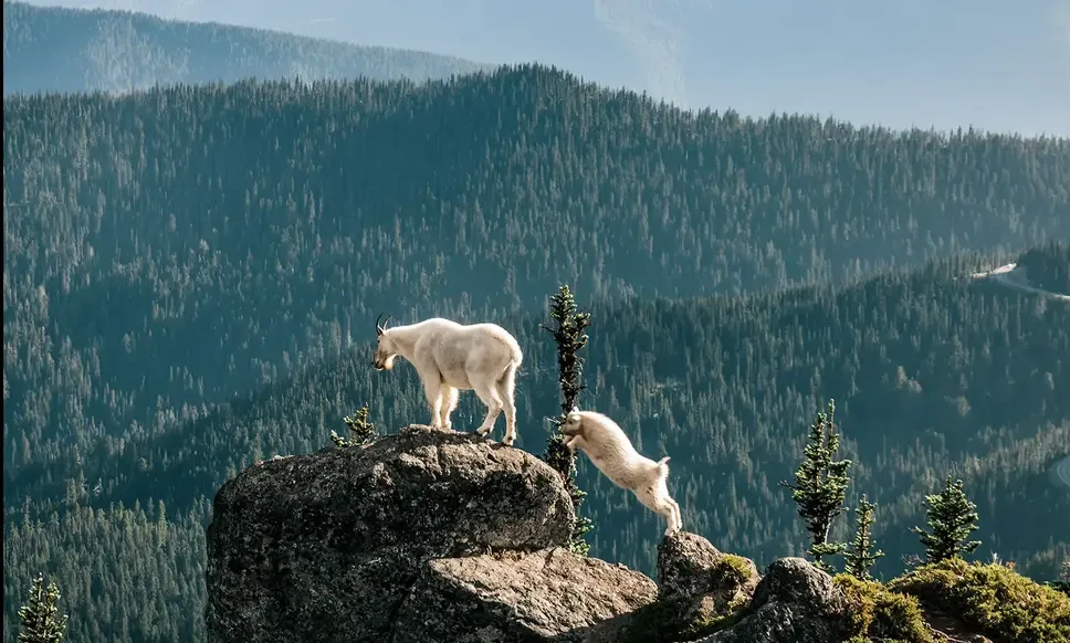 pic of Mountain-goats-at-Olympic-National-Park-Washington