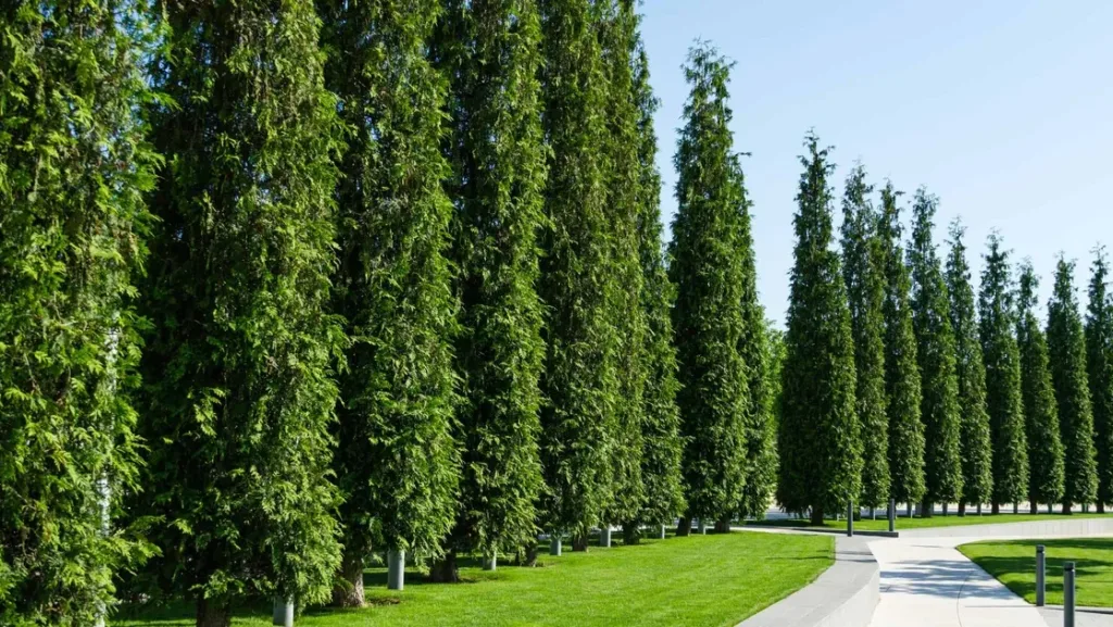 pic of beautiful Trees in Washington State