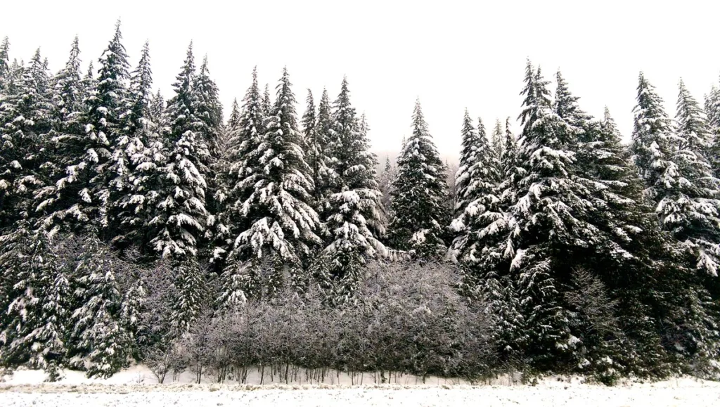 pic of snow Trees in Washington-state-winter