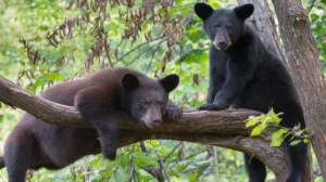 pic of Bears cubs in the Smoky Mountains