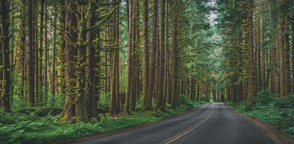 pic of western hemlock trees in Washington State