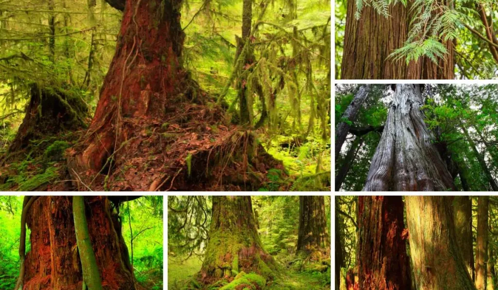 pic of Western Red Cedar Trees in Washington State