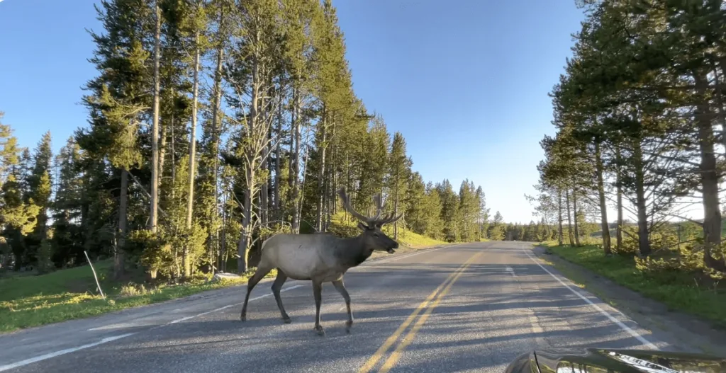 beautiful pic of Moose crossing road at Hayden valley