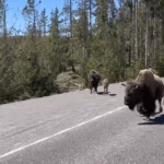 pic of bison's walking on road & Wildlife at Hayden valley