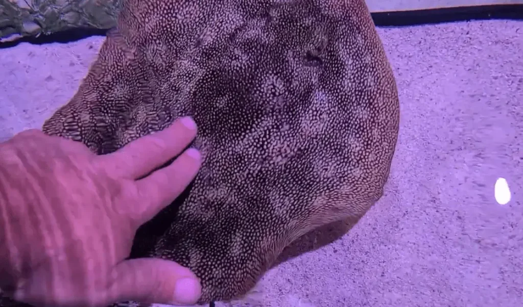pic of hands touching fish at Aquarium of Niagara