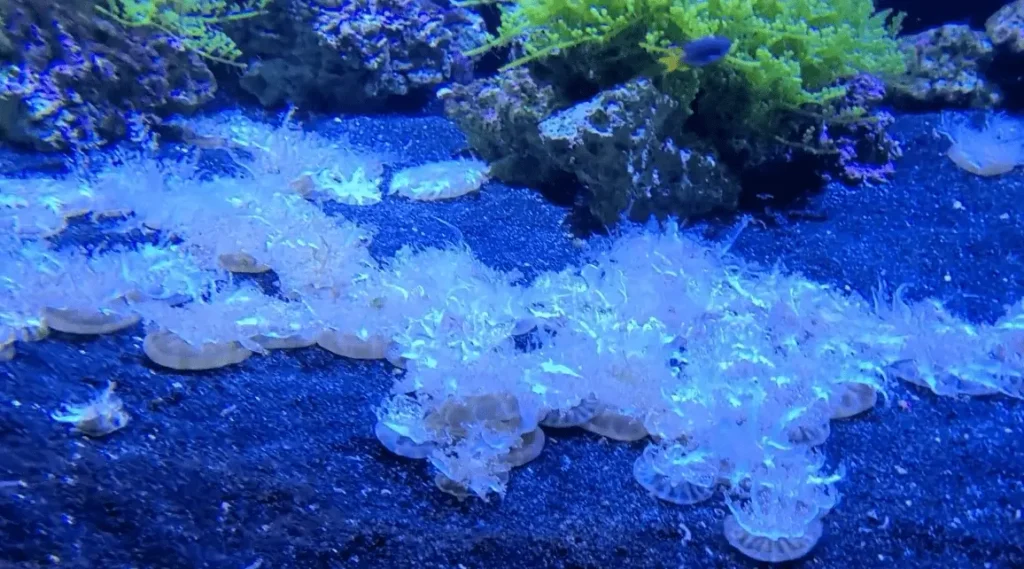 pic of Aquarium of Niagara jelly fish