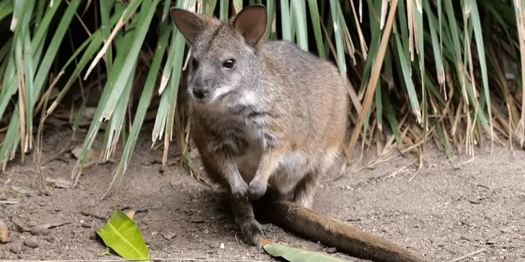 pic of Kangaroo at Hamilton Island