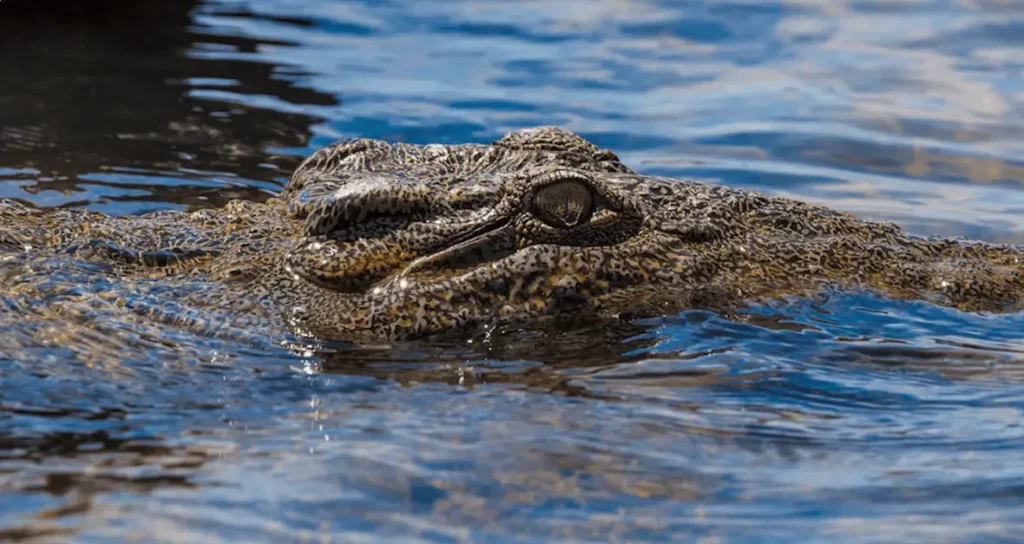Crocodile Lake National Wildlife Refuge, Things to Do in Key Largo