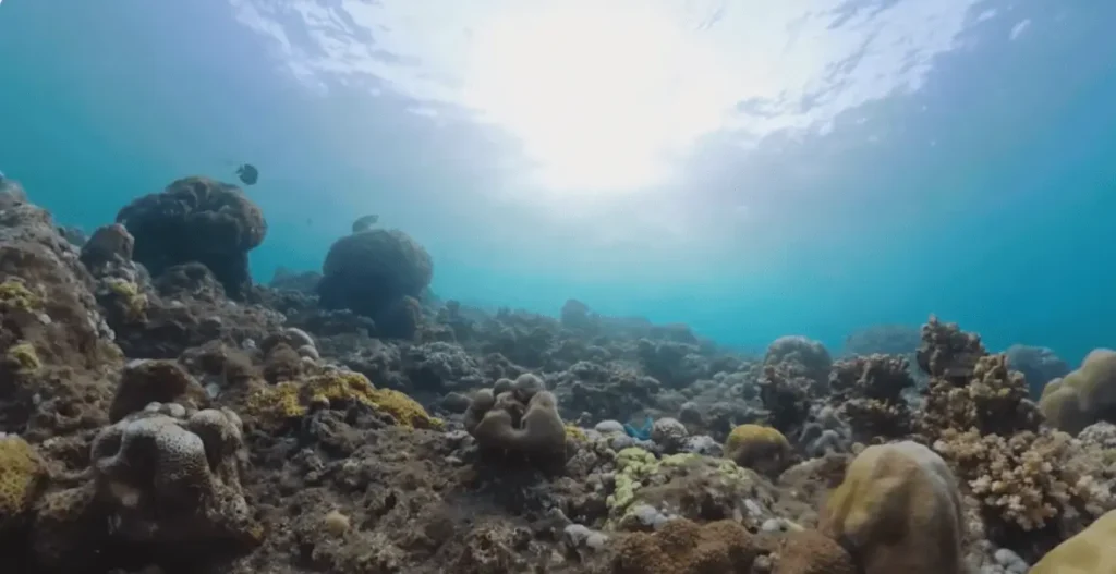 under the  sea: Key Largo & Key West