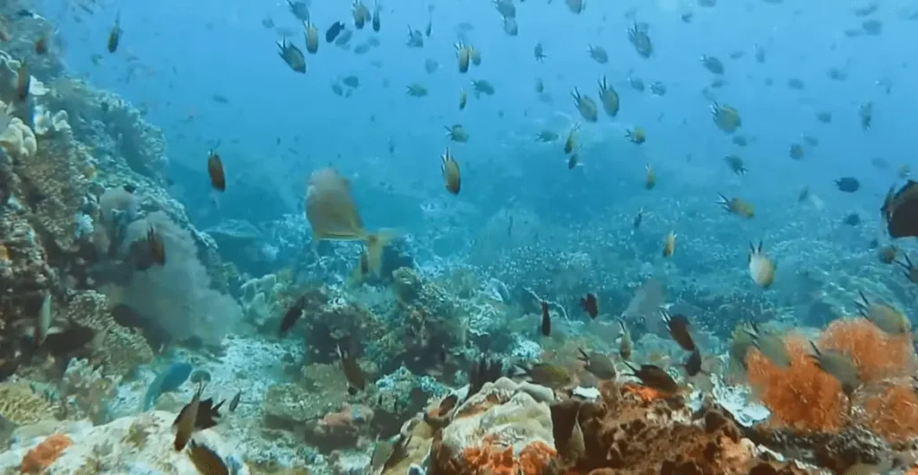 marine life under sea: Key Largo & Key West