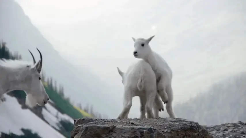pic of Goats playing at top of mountains in Glacier National Park
