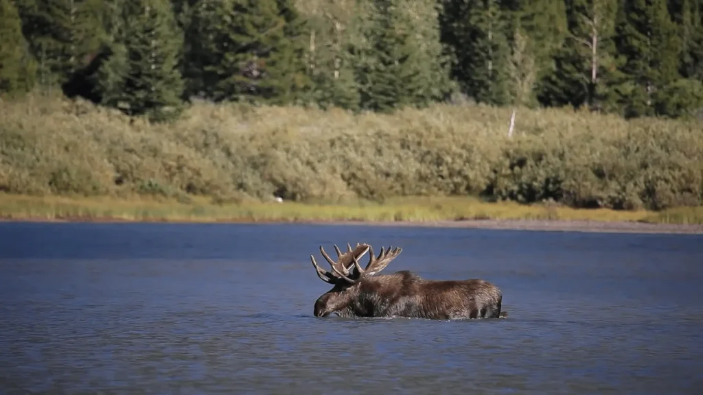 pic of Moose in lake at Glacier National Park wildlife-min