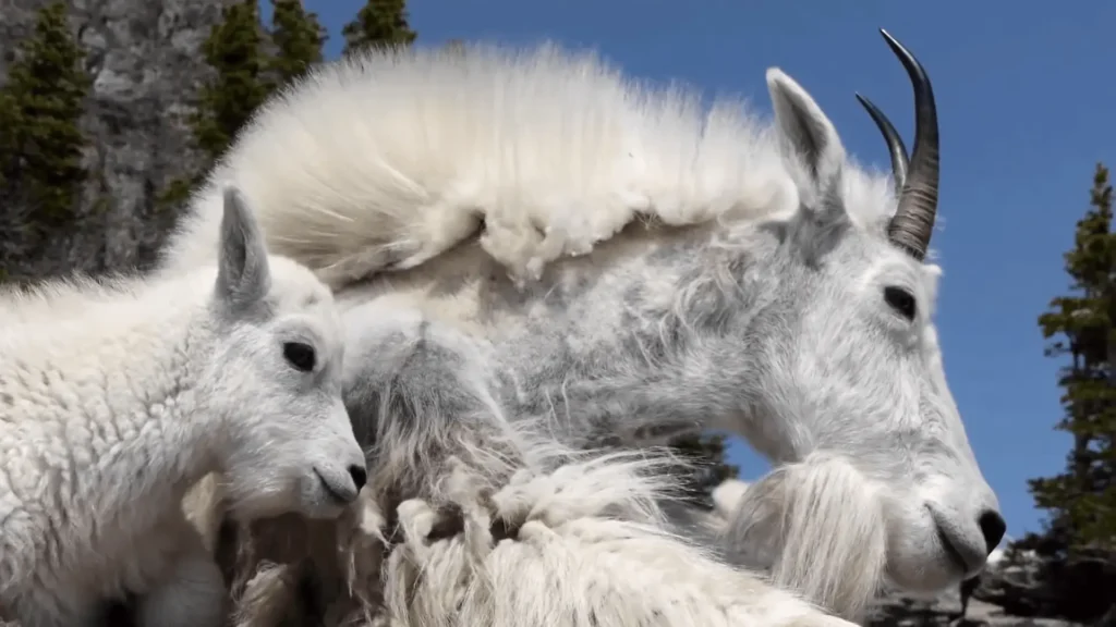 pic of Mountain Goats at Glacier National Park-min