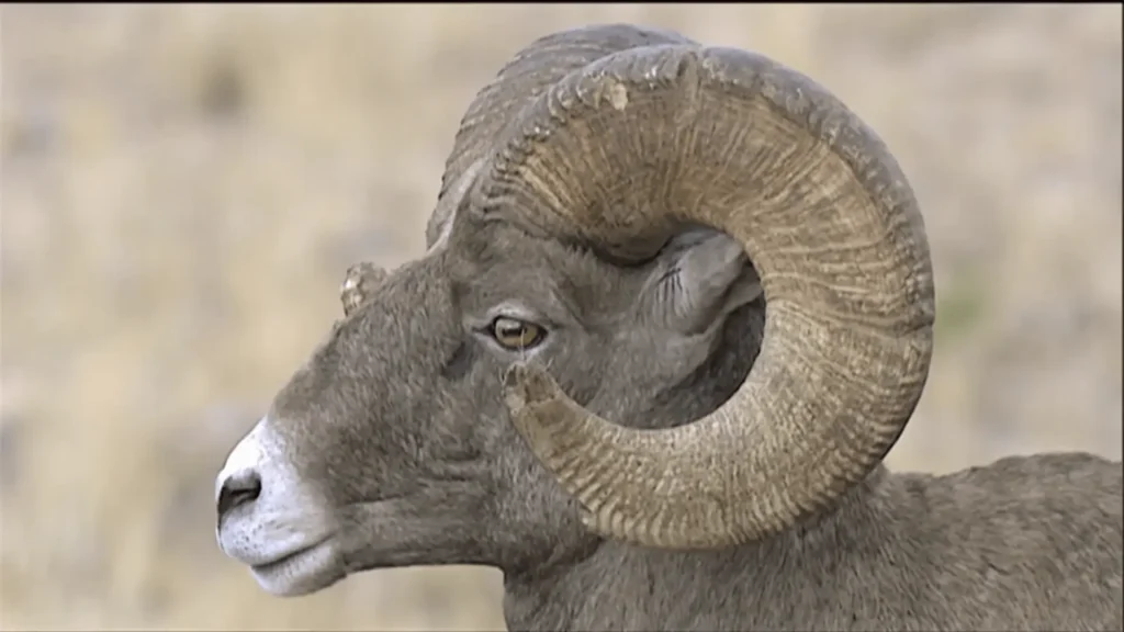 pic of Sheep at Glacier National Park-min