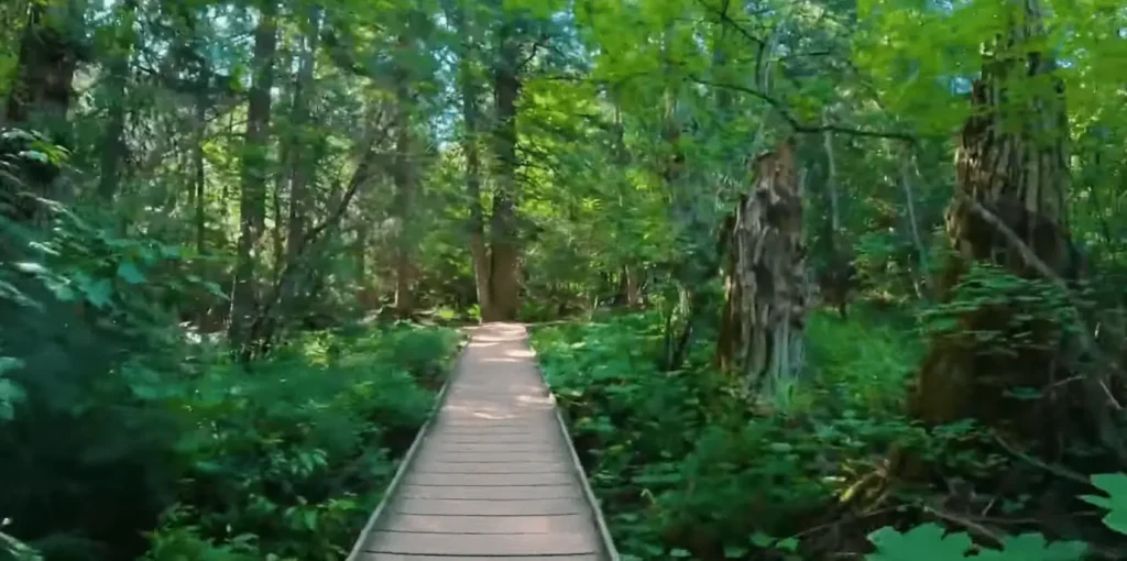 view of lush green Trail of the cedars at Glacier National Park