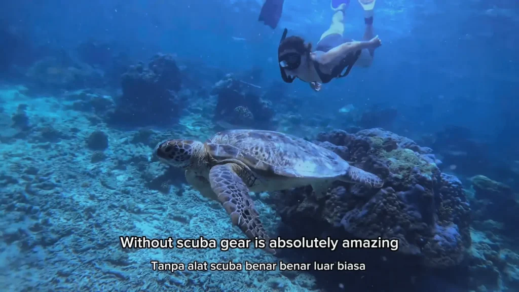 Maratua Island: Your Ultimate Guide to Paradise Diving, Resorts, Turtles 3 pic of Diving with Turtle at Maratua island