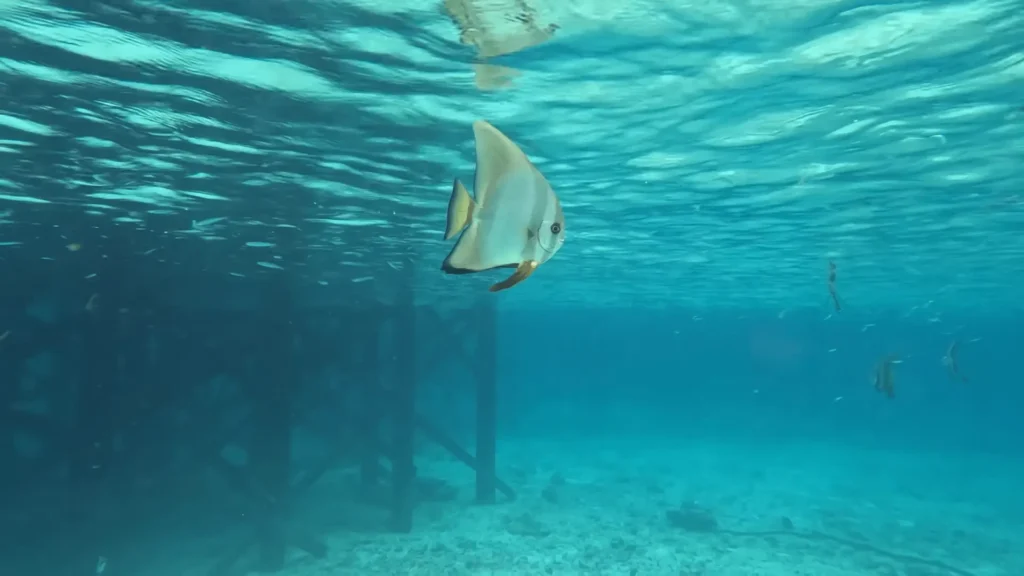 Maratua Island: Your Ultimate Guide to Paradise Diving, Resorts, Turtles 23 pic of Fish in clear water at Maratua island