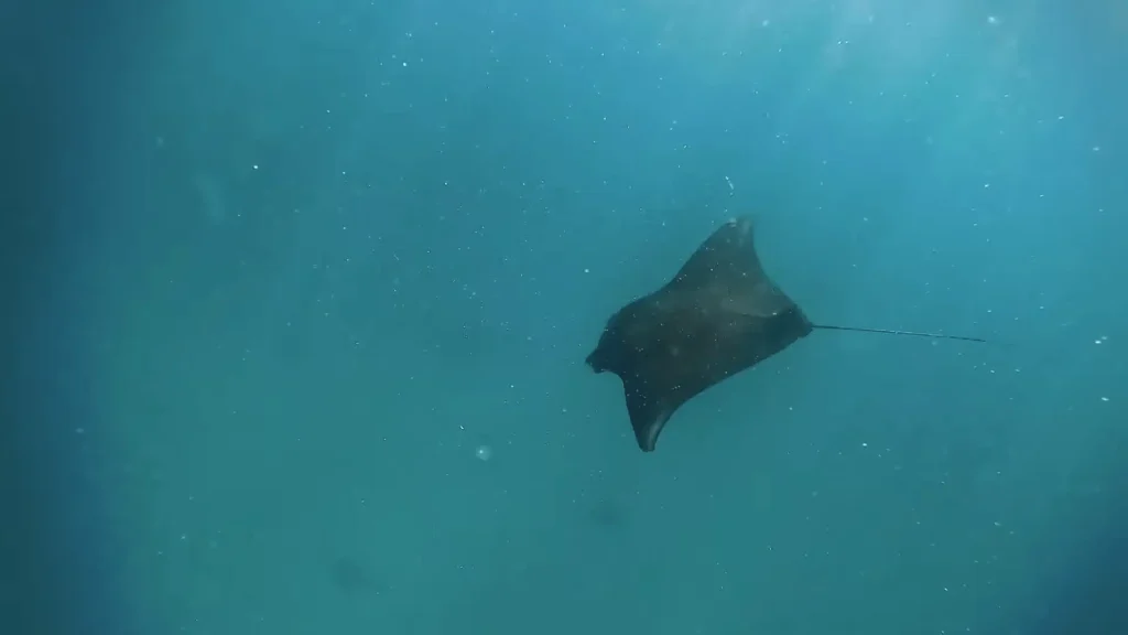Maratua Island: Your Ultimate Guide to Paradise Diving, Resorts, Turtles 10 pic of fish with Manta rays at Maratua Island