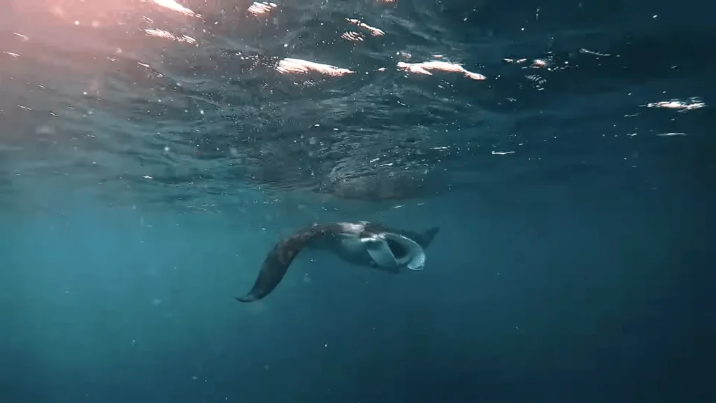 Maratua Island: Your Ultimate Guide to Paradise Diving, Resorts, Turtles 9 pic of fish and Manta rays at Maratua Island
