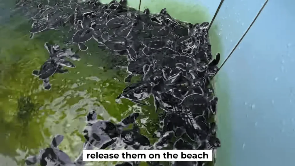 Maratua Island: Your Ultimate Guide to Paradise Diving, Resorts, Turtles 12 baby turtles at Sangalaki Island Maratua
