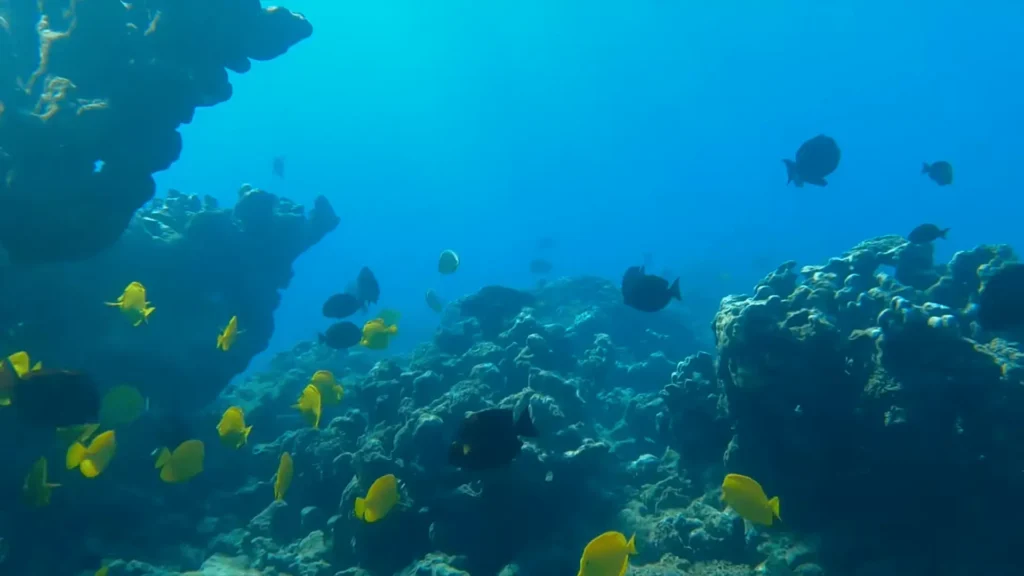 La Perouse Bay: A Complete Guide to Maui's Southern Paradise 6 Snorkeling at La Perouse Bay Colorful fishes under the water