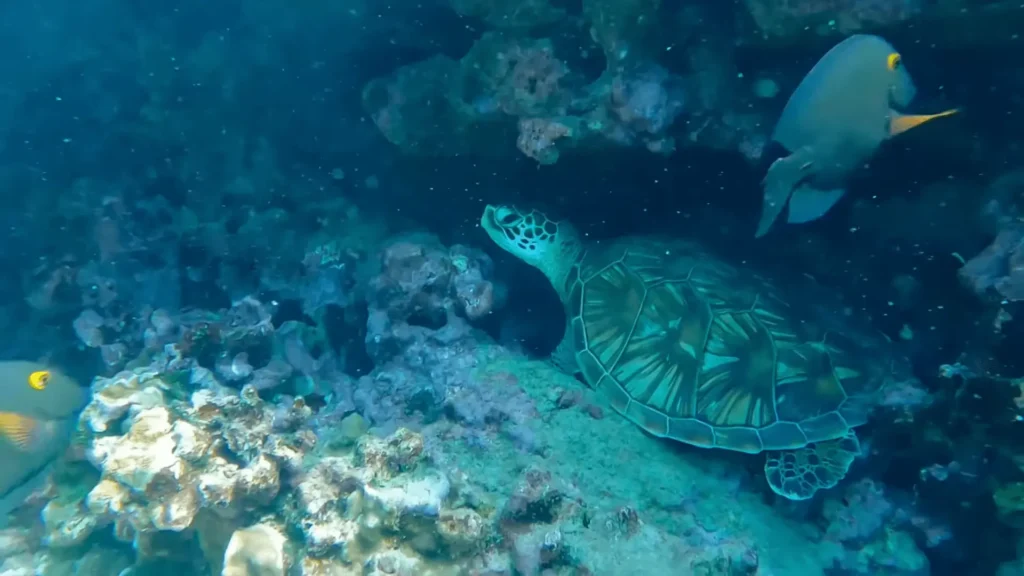 La Perouse Bay: A Complete Guide to Maui's Southern Paradise 7 Snorkeling at La Perouse Bay Turtle under the water