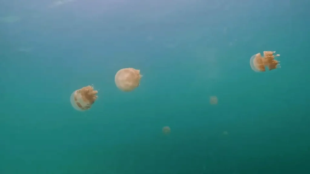 Maratua Island: Your Ultimate Guide to Paradise Diving, Resorts, Turtles 5 pic of Stingless Jellyfish under sea at Maratua Island