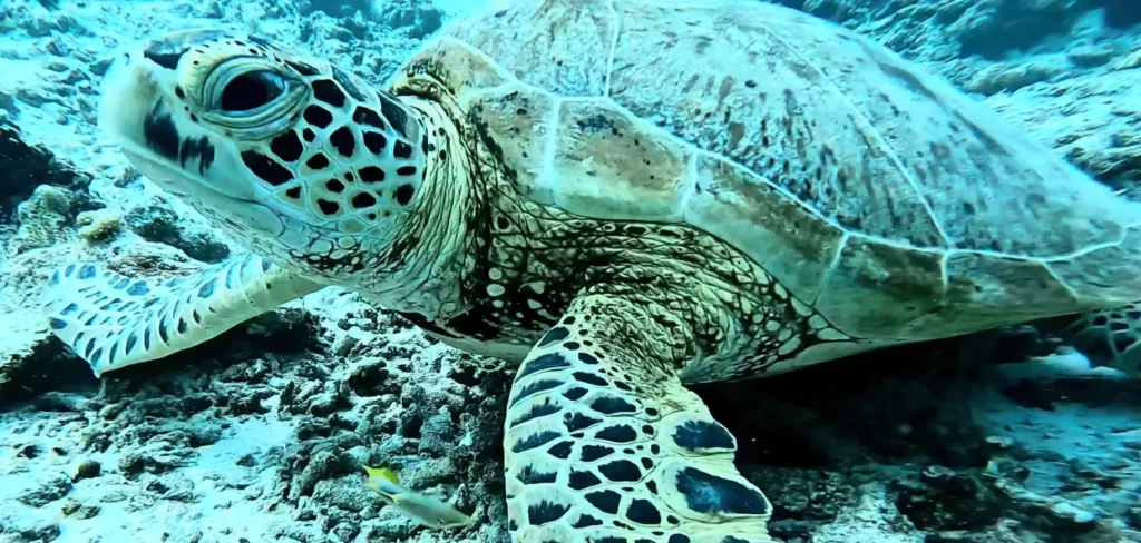 Maratua Island: Your Ultimate Guide to Paradise Diving, Resorts, Turtles 13 closeup pic of Turtle underwater at Maratua Island
