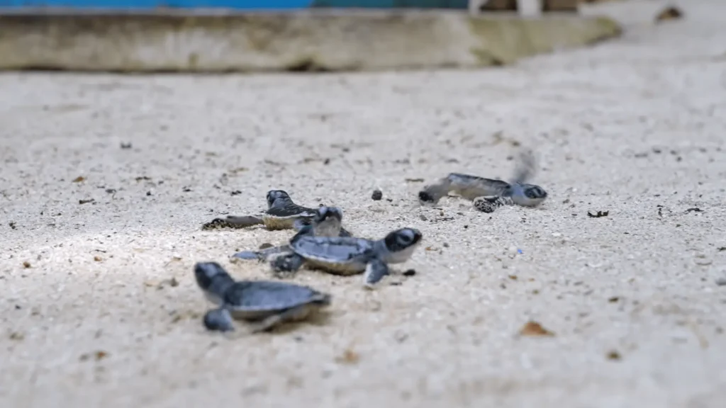 Maratua Island: Your Ultimate Guide to Paradise Diving, Resorts, Turtles 11 pic of baby turtles at Maratua Island
