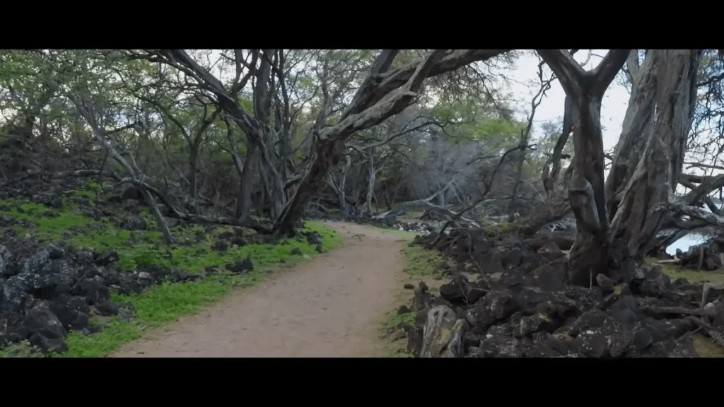 La Perouse Bay: A Complete Guide to Maui's Southern Paradise 5 pic of trail & kiawe trees La Perouse Bay