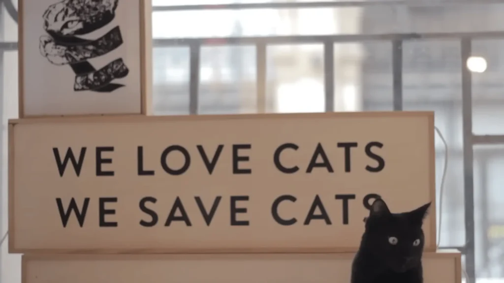 Tree House Humane Society - A Loving Home for Every Cat 3 image showing cat and board . we love cats , we save cats board on back ground
