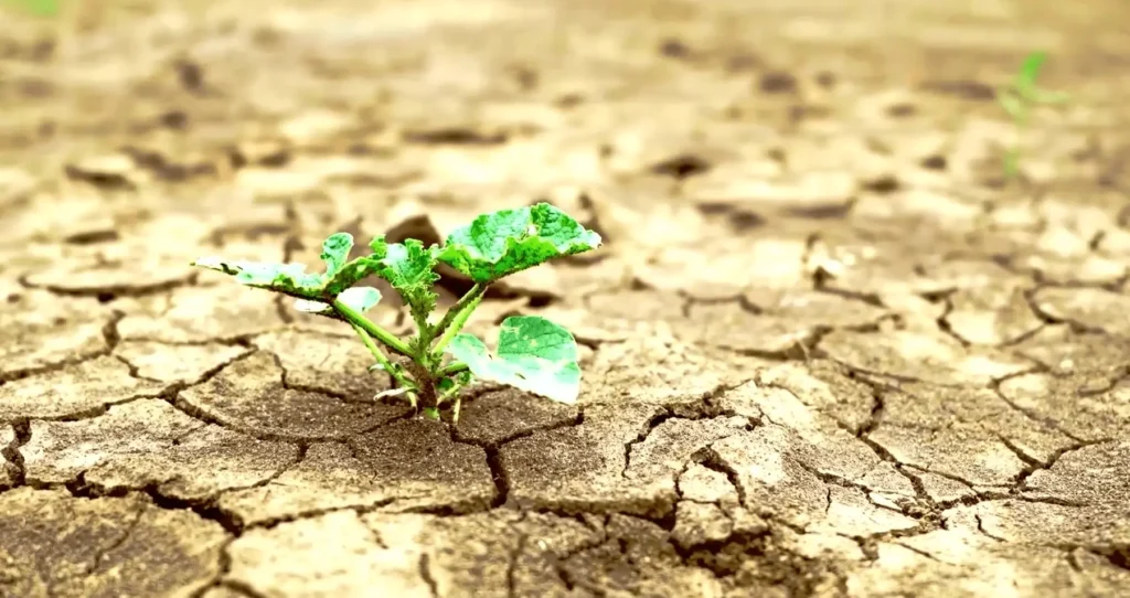 pic of drought, Food Insecurity, problems in the world