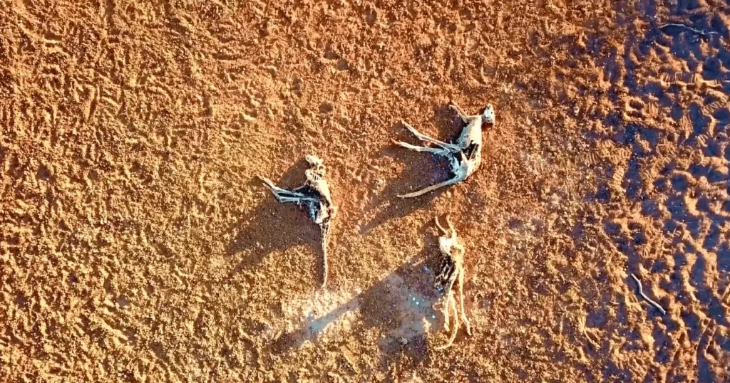 The Global Water Scarcity,  animals died, problems in the world
