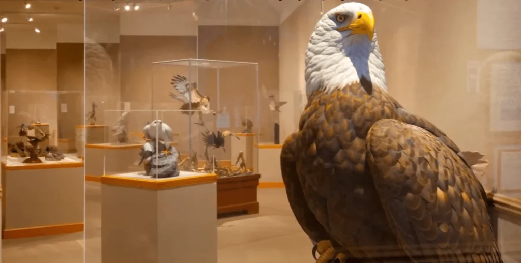 statutes of birds at Ward Museum Salisbury, Maryland-Things to Do in Salisbury, Maryland